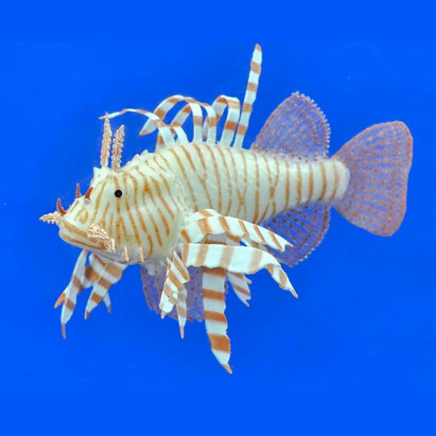 Picture of Akvaryum Dekor Süs Balık- Lion Fish 